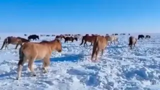 Лошади массово гибнут от голода в Акмолинской области