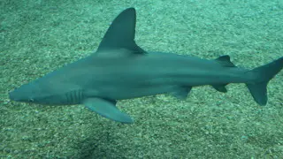 Рыбаки случайно поймали песчаную акулу