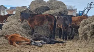 "Нет владельцев, не заготовили корма": в Акмолинской области выясняли причины падежа лошадей