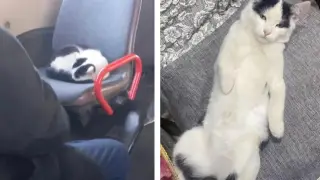Кота, который катается в автобусе, ищут в Уральске