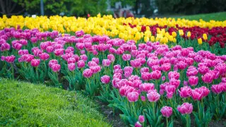 Из каких стран привозят цветы в Казахстан