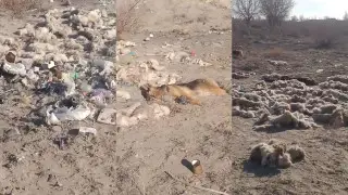 "У нас нет специалиста, который бы закапывал трупы" - ответ акимата на возмущения кызылординцев