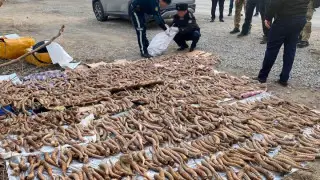 Крупную партию рогов сайги задержали на границе