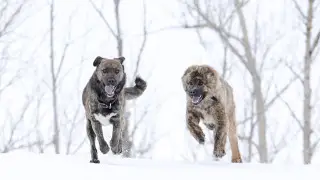 “Кто вам за это голову оторвет?“ Аким Костаная поручил скорее решить ситуацию с бродячими животными