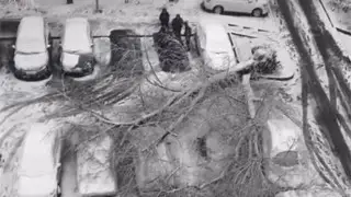 Дерево рухнуло на машины в Алматы