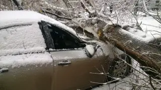 Кто виноват, если дерево упало на автомобиль? Советы юриста