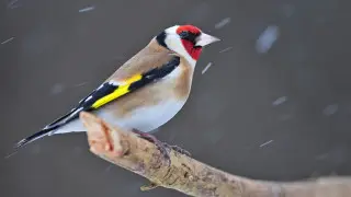 Сильные снегопады и метели: погода в Казахстане на сегодня, 15 марта