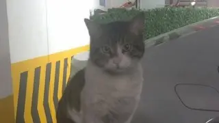 "Запинал до смерти": убийцу кота посадили в тюрьму на 2,5 года