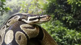 Ученые рекомендуют новый вид животноводства: разведение питонов