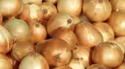 Информацию о пропаже урожая лука прокомментировали в Минсельхозе