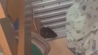 Крысы в детском саду Алматы: открылись новые подробности