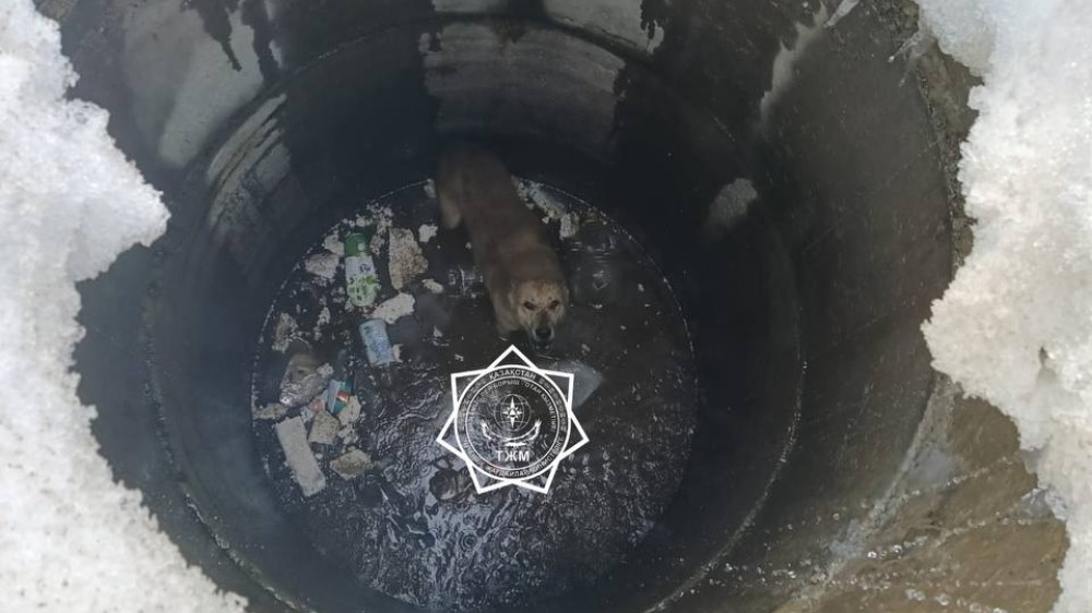 Собаку спасли из колодца в Актюбинской области