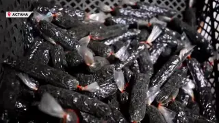 Цех по производству насвая обнаружили во время рейдов в Астане