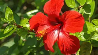 Вместо меда с лимоном: диетолог назвала самый полезный для сосудов чай