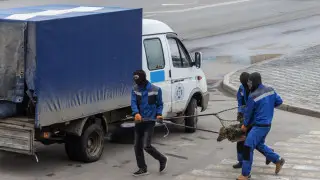 Эвтаназия для животных: в Мажилисе возникли споры из-за новых поправок