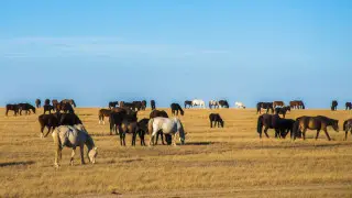 Земли на 2,4 миллиарда вернули государству в Павлодарской области