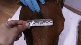 Отставших от табуна лошадей отстреливали в Алматинской области