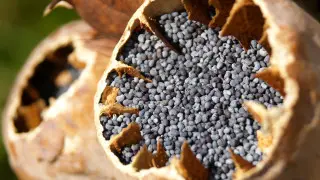 Опийный мак под видом пищевого продавали в магазинах Астаны