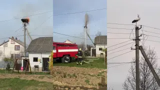 "Рыдаю, помогите ему": история аиста разбила сердца пользователей сети