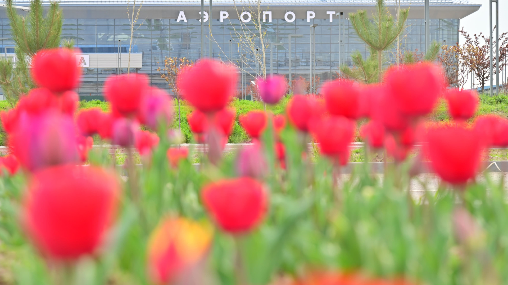 В Шымкенте начали благоустройство и озеленение территории: 08 апреля 2024  20:33 - новости на Tengrinews.kz