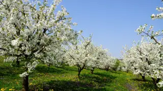 Сколько дней отдохнут казахстанцы в мае: календарь