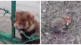 "Эй, бедолага": видео спасения хомяка умилило казахстанцев
