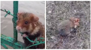 "Эй, бедолага": видео спасения хомяка умилило казахстанцев