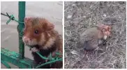 "Эй, бедолага": видео спасения хомяка умилило казахстанцев