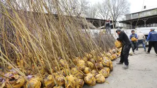 Более 2000 саженцев бесплатно получили алматинцы в рамках кампании "Алматы – наш общий дом"
