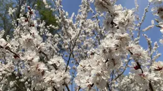 Алматы в этом году остался без цветения местной "сакуры" - урюка: названа причина