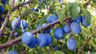 Достаточно одной в день: названа неожиданная польза сливы