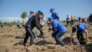 Массовую акцию по высадке саженцев провели в области Абай