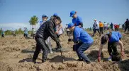 Массовую акцию по высадке саженцев провели в области Абай