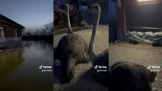 Два страуса и зайцы: спасательная операция завирусилась в сети