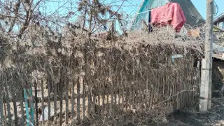 "Утопали в воде, теперь - в камыше": костанайцы опасаются нового удара стихии