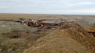 Өлекселер қаптап жатыр: Ақмолада жұттан қырылған жылқылардан қауіпті аурулар таралуы мүмкін