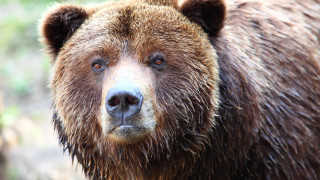 Мастер карате смог отбиться от медведей в Японии