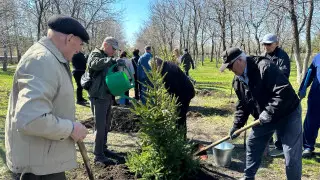 19,5 тысячи саженцев деревьев высадили в СКО в рамках республиканской акции