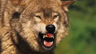 Волк забрался в дом, покусал мужчину и задрал двух собак в Алтае