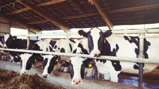 Депутата осудили за мошенничество: раскрыта схема