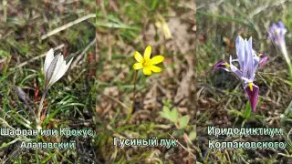 Блогер заступилась за краснокнижные тюльпаны