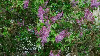 Можно ли рвать ветки сирени в Алматы? Ответ дендролога