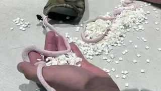 Пассажир пытался сесть в самолет с живыми змеями в кармане