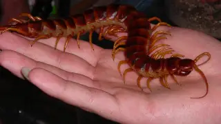 Ядовитая сколопендра может стать спасением для одной категории людей