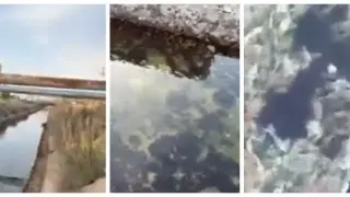 О массовой гибели раков в водосборном канале сообщил житель Актау