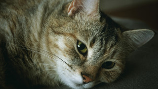 Кошки начали массово умирать в Южной Корее