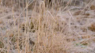 Заморозки и ливни: синоптики рассказали о погоде в Казахстане 6 мая