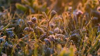 О заморозках, грозах и опасности пожаров предупредили синоптики