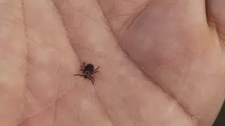 Ученые определили, какую группу крови больше всего любят клещи