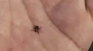 Ученые определили, какую группу крови больше всего любят клещи